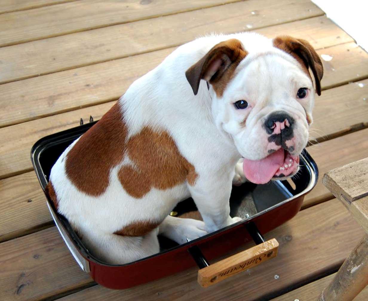 teacup toy bulldog