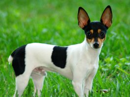 Toy Fox Terrier