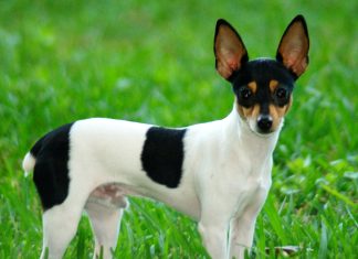 Toy Fox Terrier Toy Fox Terrier