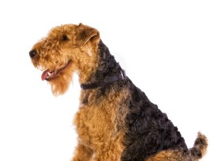 Welsh Terrier