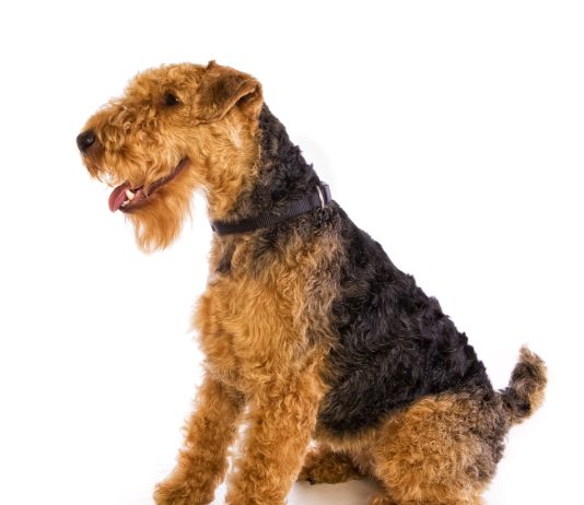 Welsh Terrier