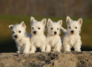 West Highland White Terrier