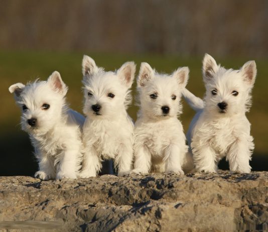 West Highland White Terrier