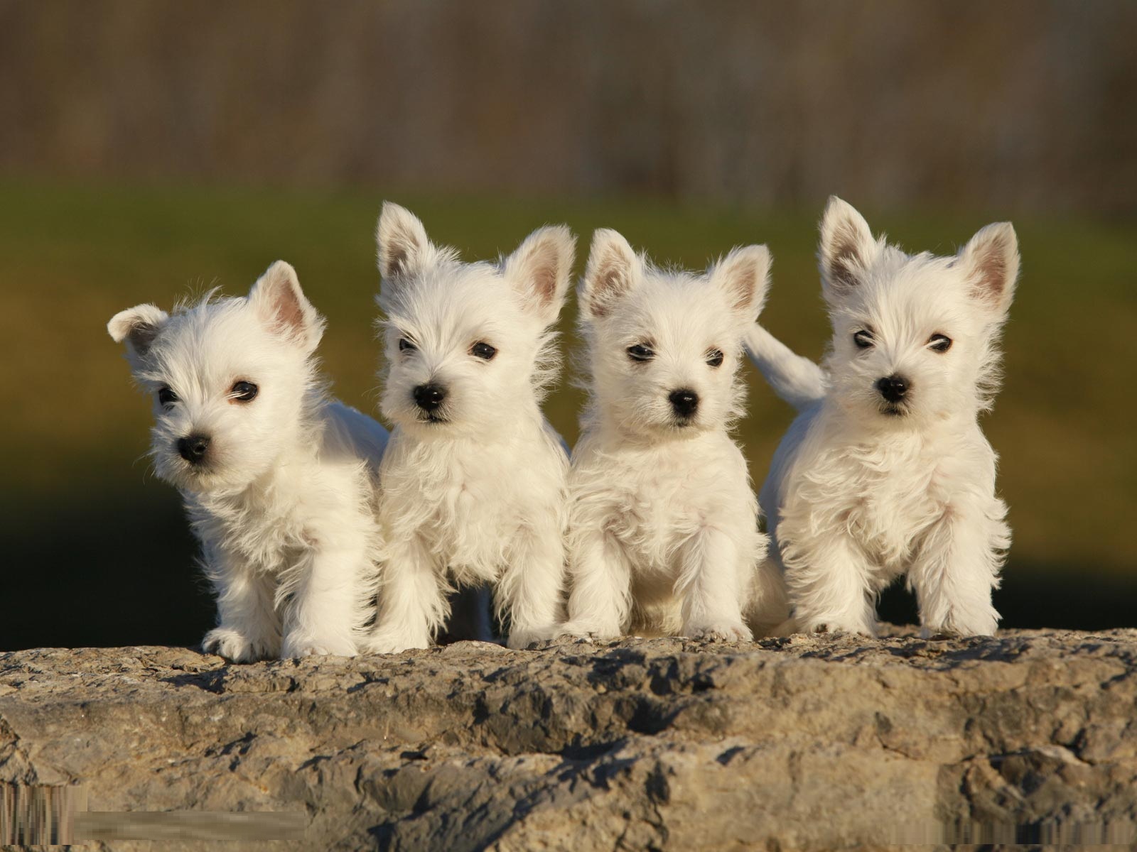 West-Highland-White-Terrier-2.jpg