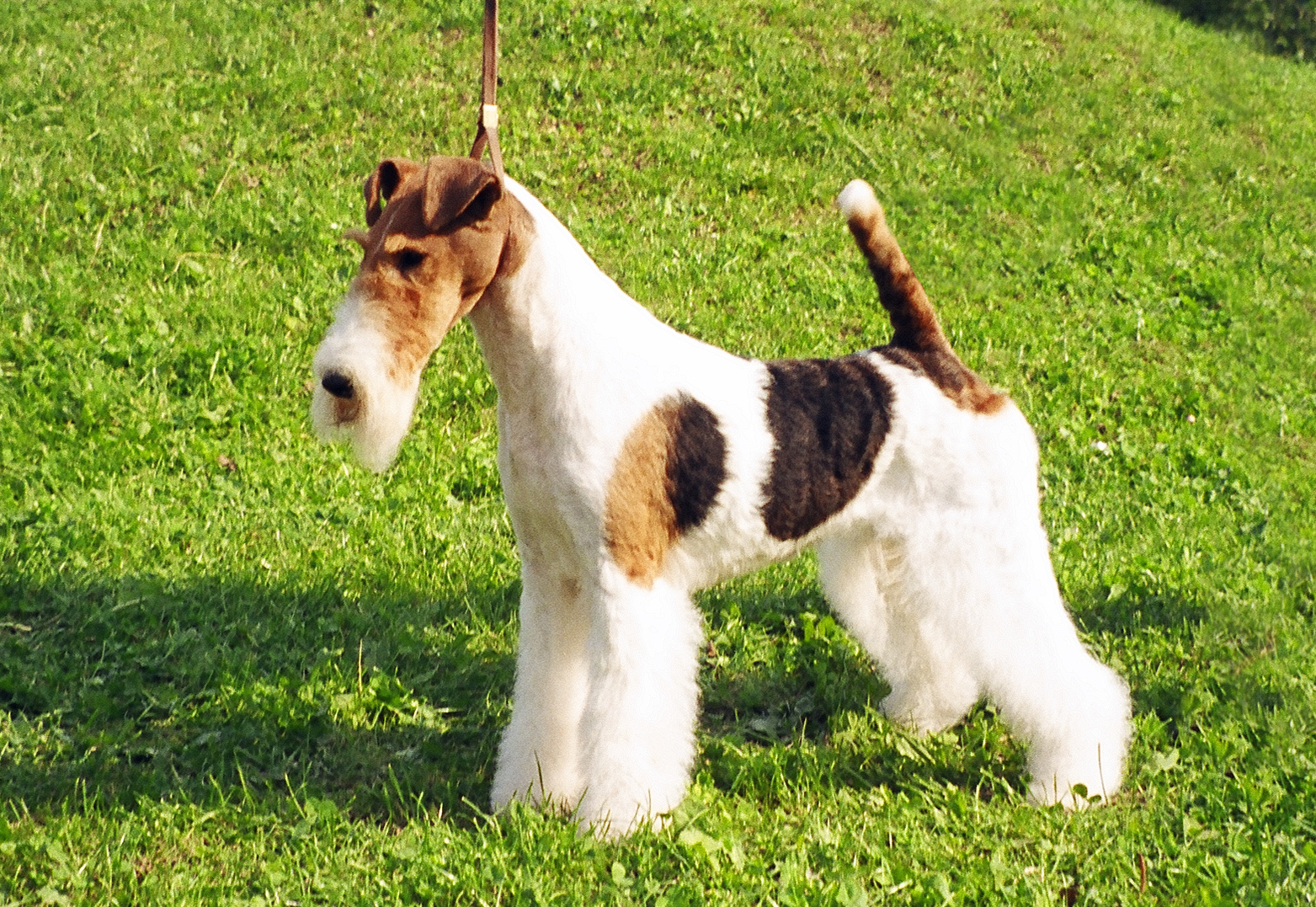 Wire Fox Terrier  Pictures Information Temperament Characteristics  