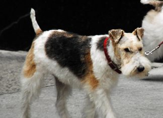 Wire Fox Terrier