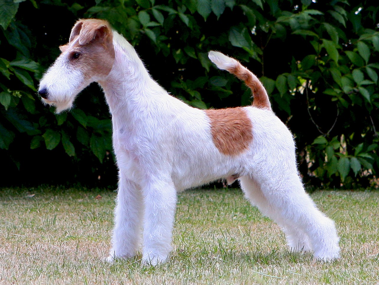 Wire Fox Terrier