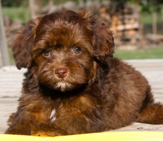 Yorkie Poo