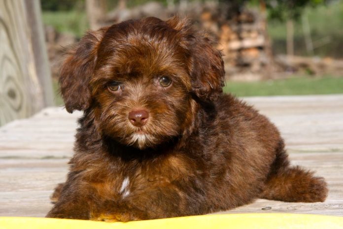 Yorkie Poo Yorkie Poo