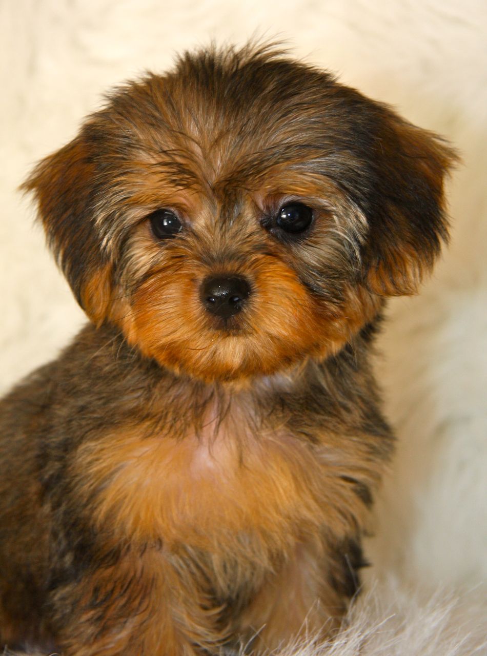 Yorkie Poo - Puppies, Rescue, Pictures, Information, Temperament ...