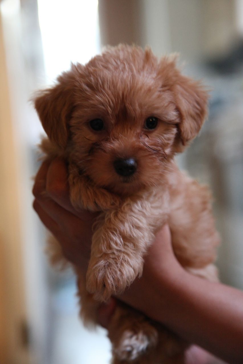 yorkie poo teddy bear