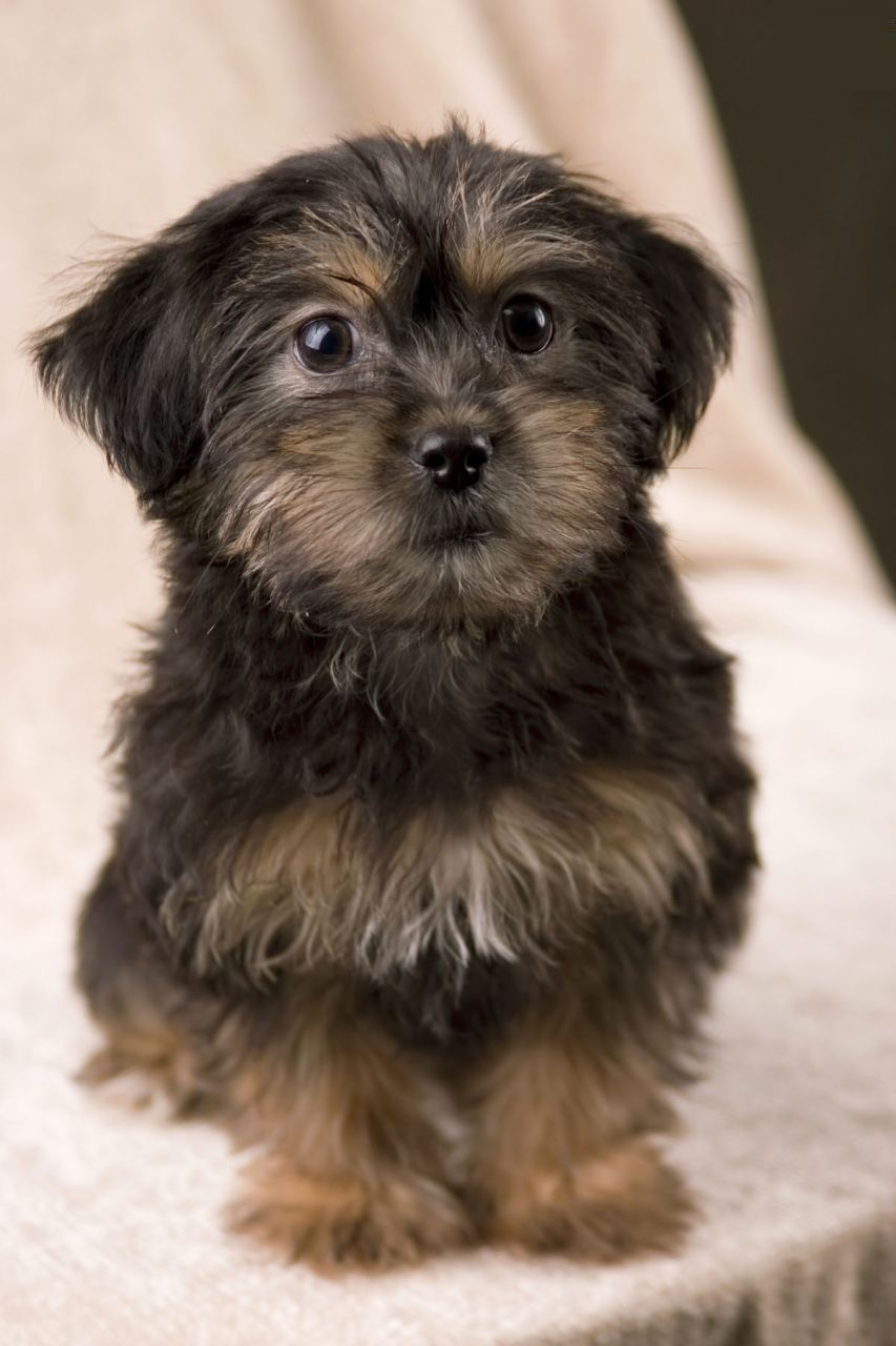 Images, Pics, Photos and Pictures of Yorkie Poo. 
