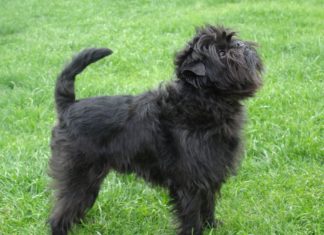Affenpinscher