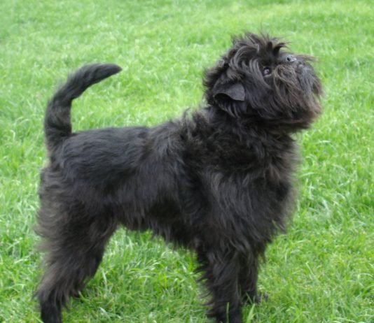 Affenpinscher