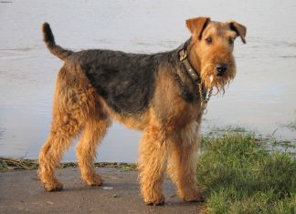 Airedale Terrier Airedale Terrier