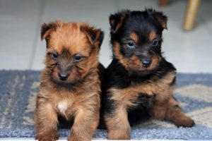 Australian Terrier