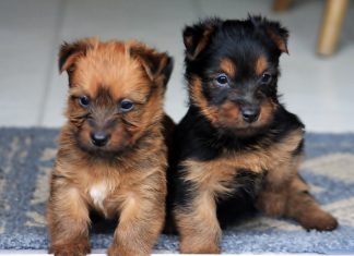 Australian Terrier Australian Terrier