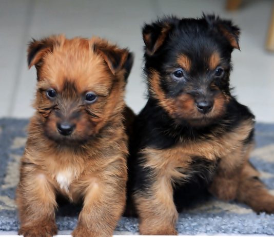 Australian Terrier