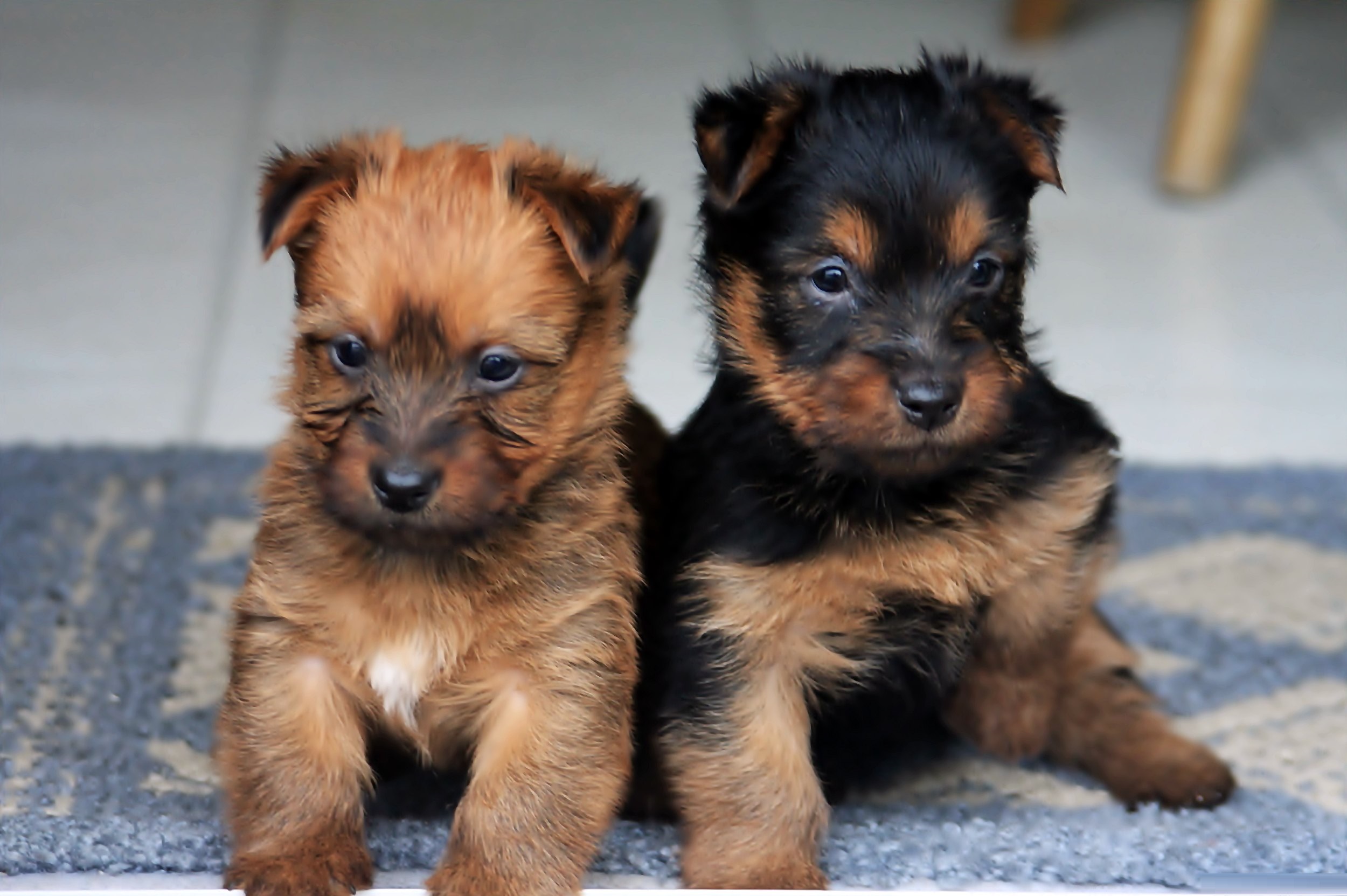 pension kaldenavn flaskehals Australian Terrier - Puppies, Rescue, Pictures, Information, Temperament,  Characteristics | Animals Breeds