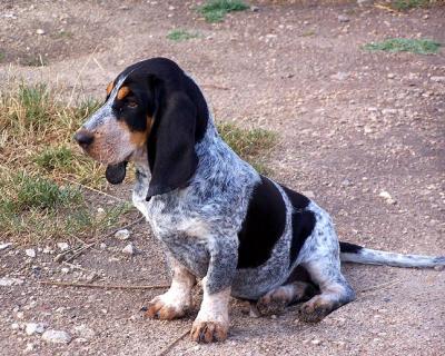 Basset Bleu De Gascogne Dog Puppies Rescue Pictures Information Temperament Characteristics Animals Breeds