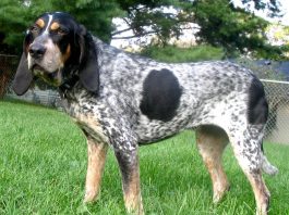 Basset Bleu de Gascogne