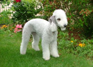 Bedlington Terrier