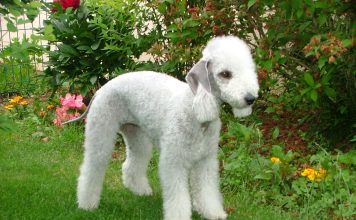Bedlington Terrier