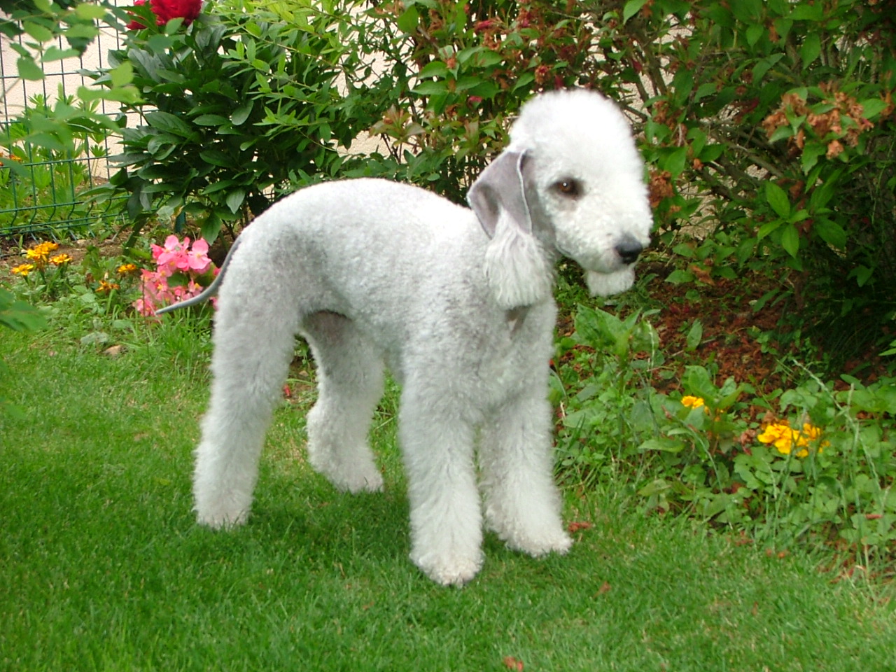 Bedlington Terrier Puppies Rescue Pictures Information Bedlington Terrier Puppies Rescue Pictures Information