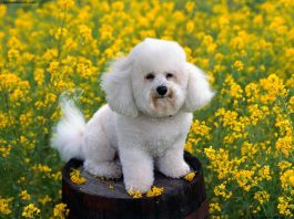 Bichon Frise