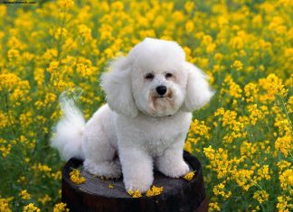 Bichon Frise