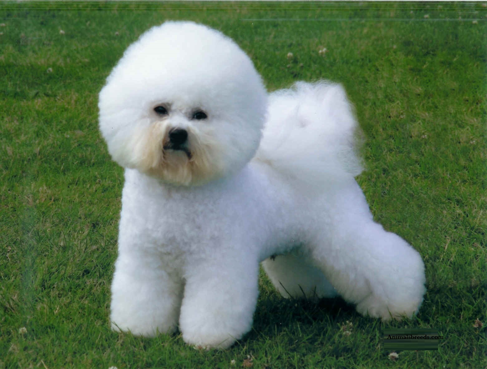 Bichon Frise Lebensdauer Bichon Fris Steckbrief NTRJT