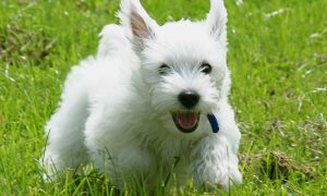 Cairn Terrier