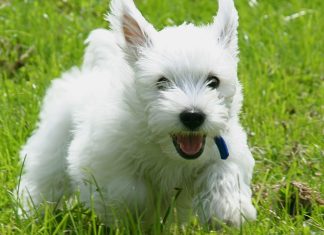 Cairn Terrier