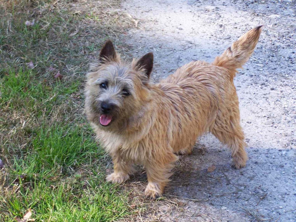 Cairn Terrier - Puppies, Rescue, Pictures, Information ...