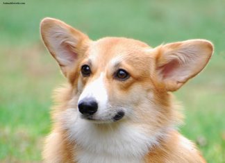 Cardigan Welsh Corgi