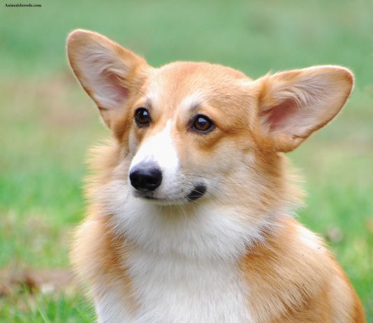 Cardigan Welsh Corgi