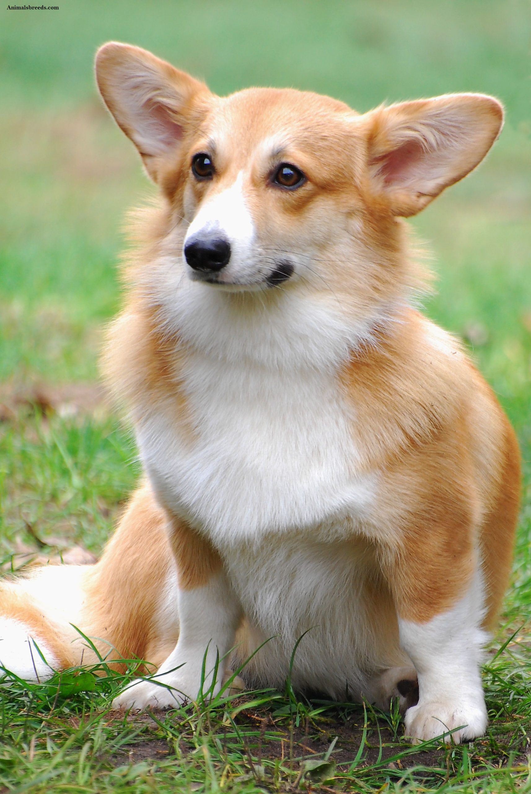 Cardigan Welsh Corgi | Animals Breeds