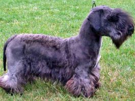 Cesky Terrier