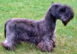 Cesky Terrier