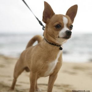 Chihuahua