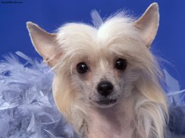 Chinese Crested