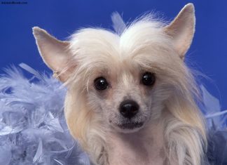 Chinese Crested