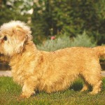 Dandie Dinmont Terrier 10