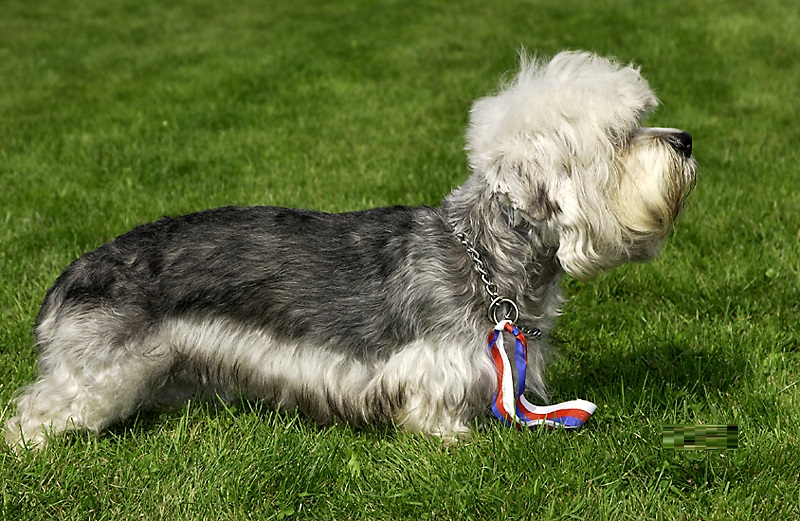 Dandie Dinmont Terrier - Puppies, Rescue, Pictures, Information ...