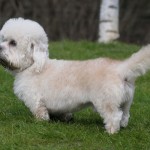 Dandie Dinmont Terrier