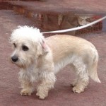 Dandie Dinmont Terrier 2
