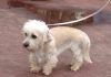 Dandie Dinmont Terrier
