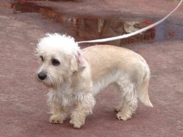 Dandie Dinmont Terrier