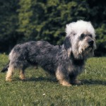 Dandie Dinmont Terrier 5