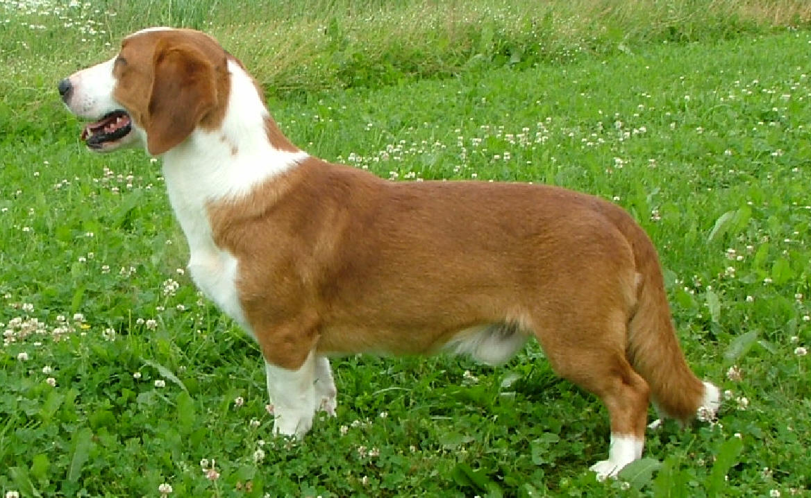 Drever Dog Puppies Rescue Pictures Information Temperament Characteristics Animals Breeds